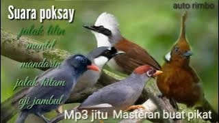 Suara ribut poksay mantel. mandarin. poksay jambul. jalak samang.