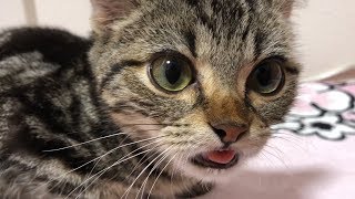 舌をしまい忘れドアップで撮影される子猫