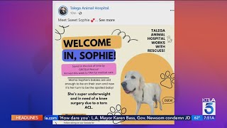 Kacey's Cause 4 Paws: Adopt Sophie!