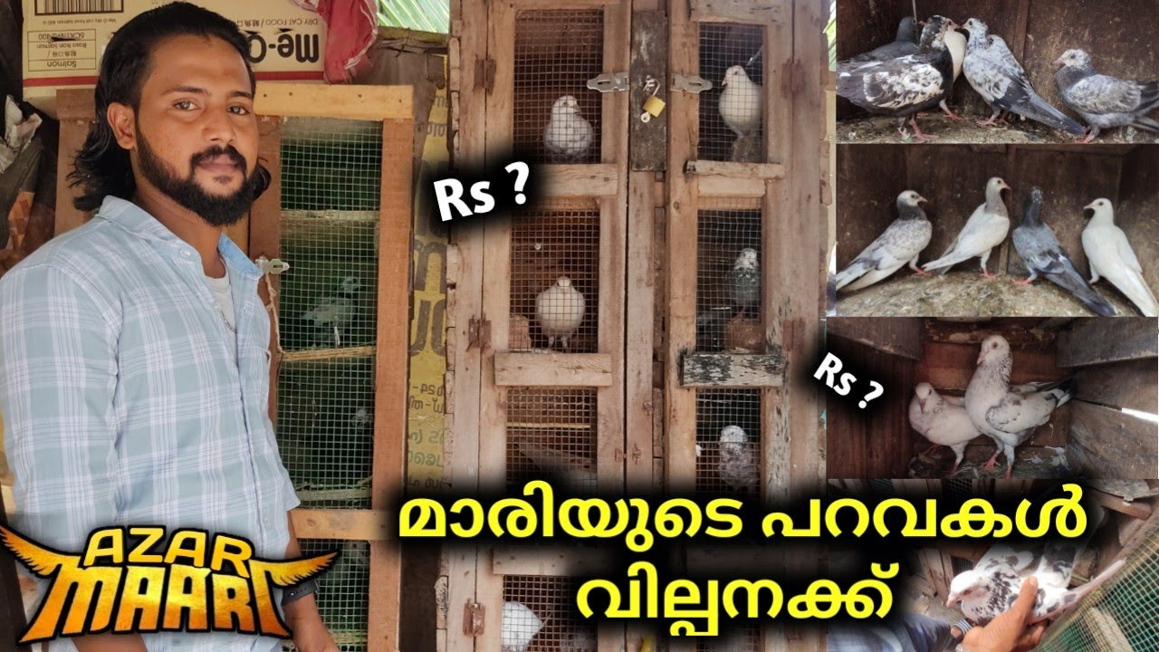 🕊️Quality പറവകൾ വിലക്കുറവിൽ 🤫🤑 Parava Loft Visit