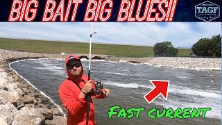 Bouncing for Blue Catfish Below Spillway! Catch, Clean, Cook!