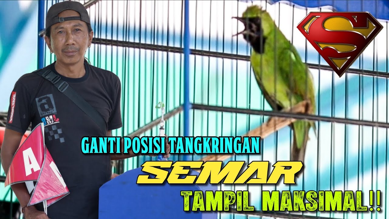 CH SEMAR REBUT JUARA 1.2 DI GELARAN RINGGIT CUP Feat SUBDENPOM BC JEMBER 