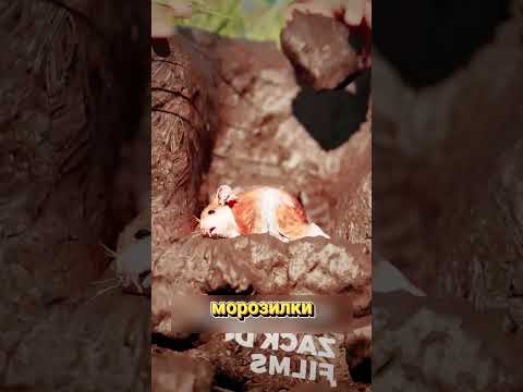 Почему нельзя сразу прикапывать хомяка @zackdfilms animator author