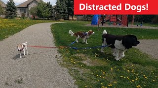 Distracted Dogs | Delivering Dogs from Distraction | HD