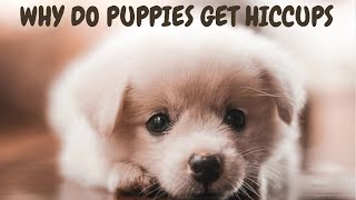 Why Do Puppies Get Hiccups