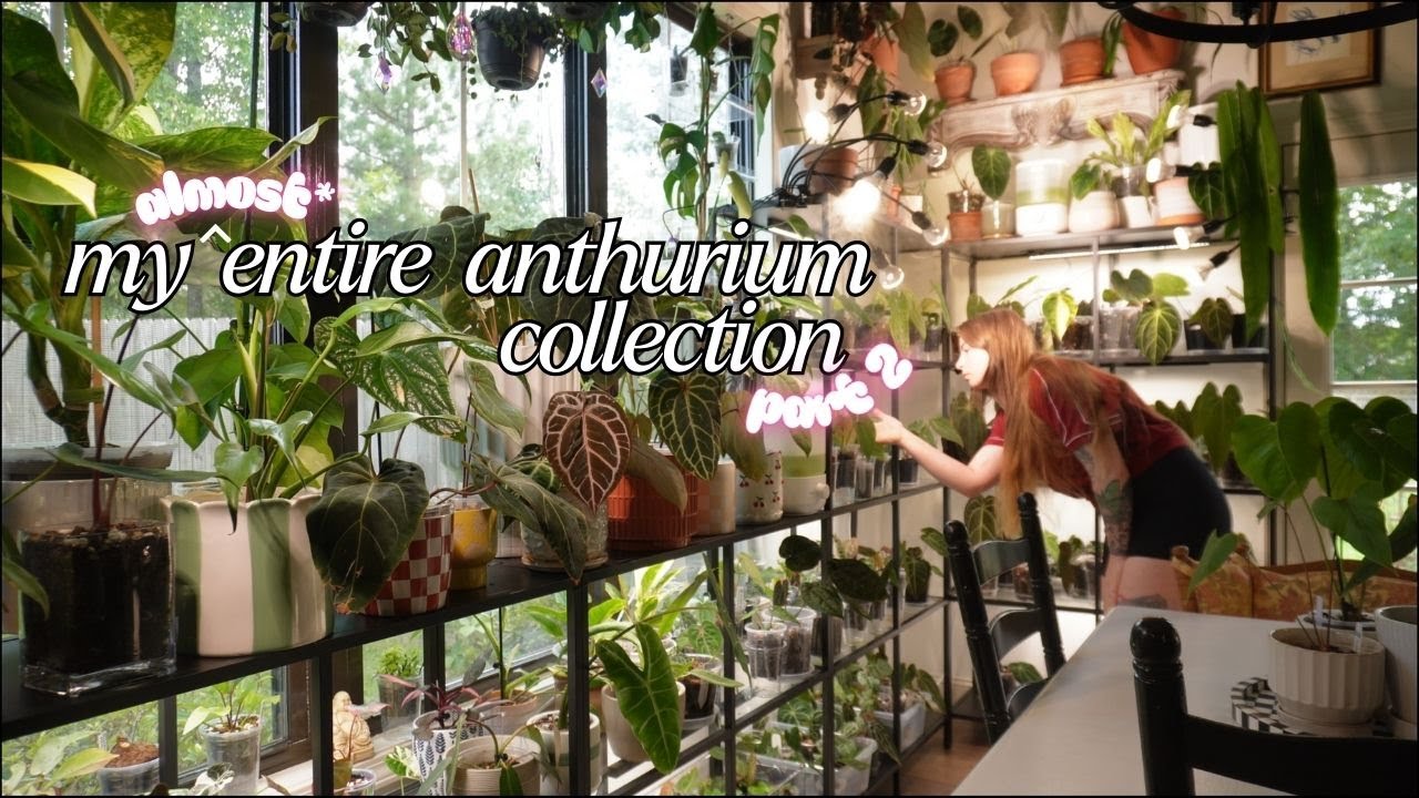 My (almost) entire anthurium collection | PART TWO