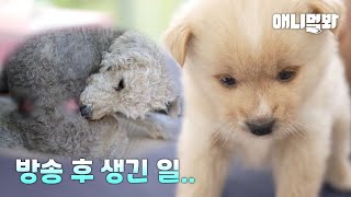 따라오지 못하게 줄로 묶여 버려졌던 강아지.. 한달 후ㅣDog Abandoned Tied Up So It Can’t Move.. A Month Later