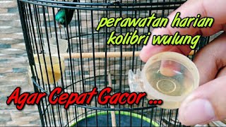 PERAWATAN HARIAN BURUNG KOLIBRI WULUNG | KOLIBRI KACA | KOLIBRI WULUNG GACOR