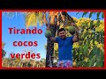 colhendo cocos verde 🥥🥥 #coqueiros #cocos 22/11/2021