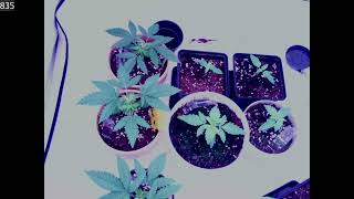 Homegrow Timelapse | Erster Eigenanbau Versuch | seed to harvest