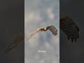 Female Northern Harrier gracefully flying over the ground ..#birdsofprey #northernharrier #wildlife