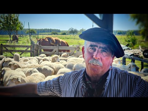 Su Padre quería que Estudie… pero Eligió el CAMPO y no se Arrepiente” Gaucho de Pura CEPA