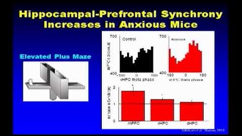 The Role of the Hippocampal-Prefrontal Circuit in Psychiatric Disorders - Dr. Joshua Gordon