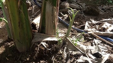 Mình nhận cung cấp chuối sáp nghệ giông SLL 0909943271. 0906640017 zalo.