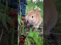 cute rabbit eating grapes 🫠😚#rabbit #cute #animals ##shorts #wildlife