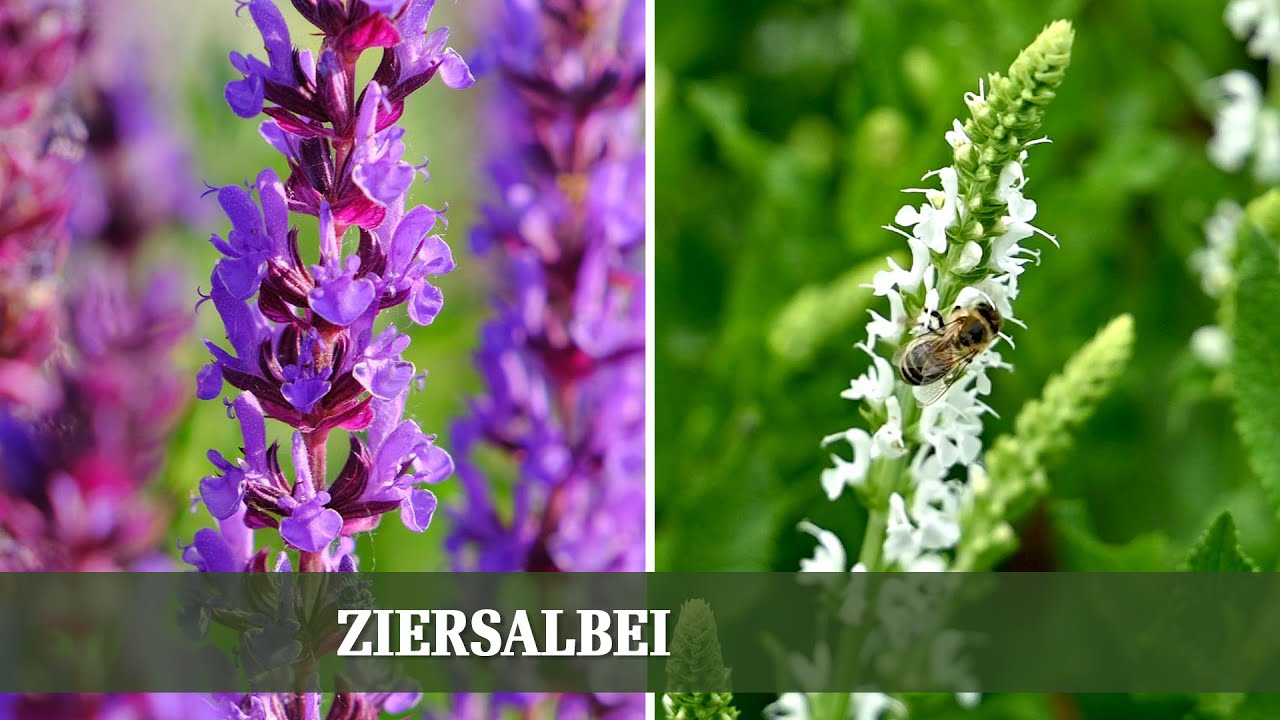 Ziersalbei - Sorten, Rückschnitt und Ansprüche der bienenfreundlichen Staude