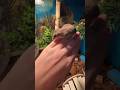 Micro Squirrel Wellness Check!