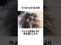 世界一醜い犬コンテストに関する雑学。 #雑学 #shorts
