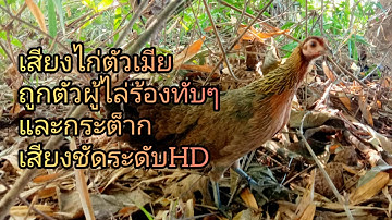 เสียงไก่ตัวเมียถูกตัวผู้ไล่ร้องทับๆและกระต็าก suab poj qaib tsauj