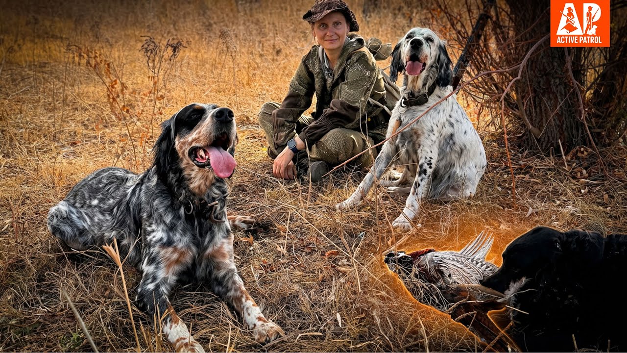Охота на фазана с тремя английскими сеттерами – 10 на крыле и 2 трофея, Казахстан 2025