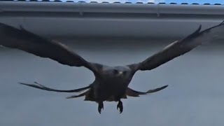 Red kites swooping down for chicken!