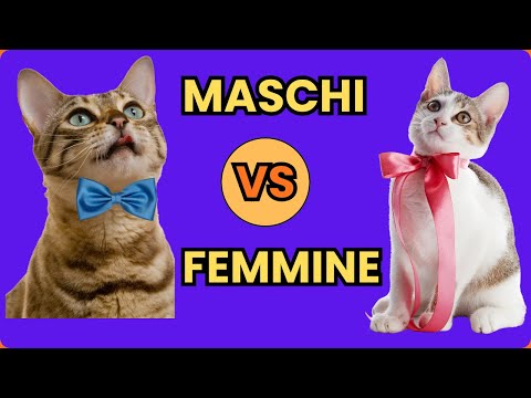 Maschi vs Femmine: