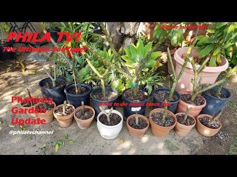 Video: Plumeria Stump