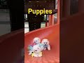 puppies #shortvideo #dog #shortsviral #furbaby #puppies #puppy