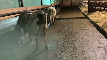 Уборка навоза в коровнике