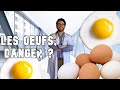 CHOLESTEROL, OEUFS et INFARCTUS - DANGER ?