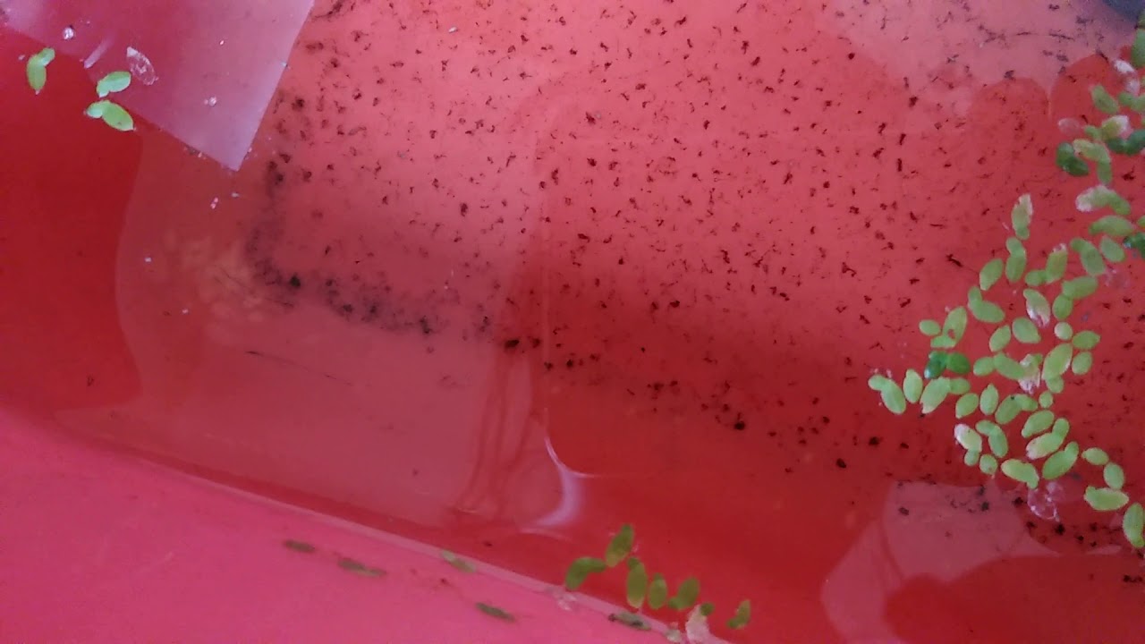 BURAYAK UMUR 1 MINGGU-PERTAMAKALI NGEBREED IKAN CUPANG ...