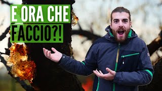 Sono Malate Le Mie Piante Da Frutto?