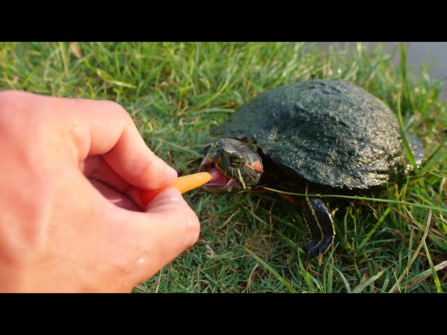 Turtles Love Carrots!