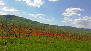 : Poppies in the vineyard