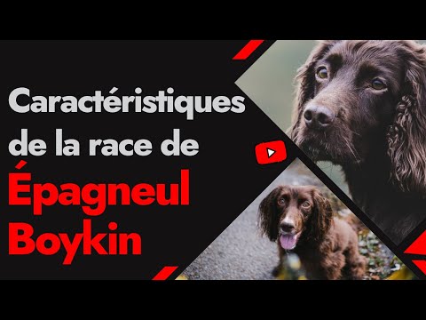 Vidéo: Faits sur les animaux concernant l'épagneul Boykin