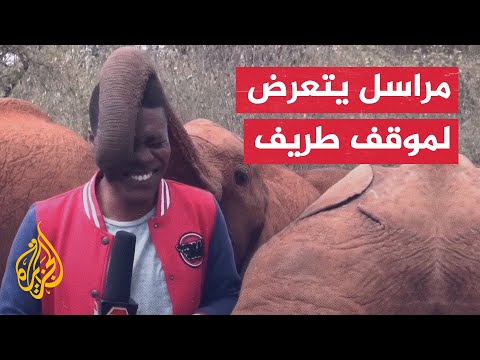 شاهد| صغار الفيلة تلاعب مراسلا تلفزيونيا بالإذاعة الكينية وتعيق عمله