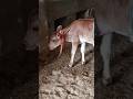 ❤️❤️#cow#vrinda#cowlover#viral video #gori # 💕