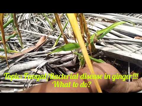 Video: Veelvoorkomende ziekten van gemberplanten: hoe gemberziekten in de tuin te behandelen