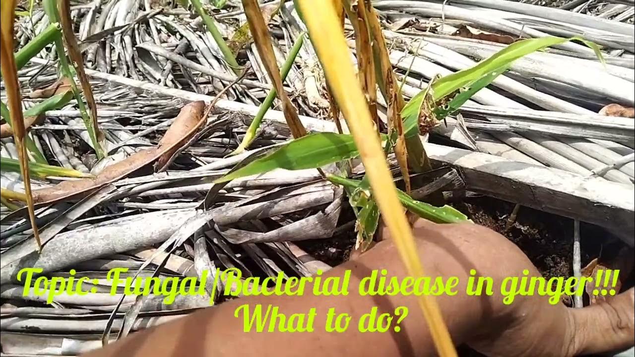 How to treat fungal/bacterial disease in gingerLeaf spot disease in