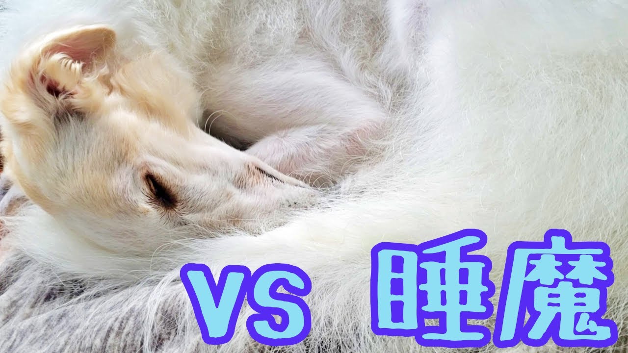 最も人気のある 犬 丸まって寝る 犬 丸まって寝る 寒い すべての鉱山クラフトのアイデア