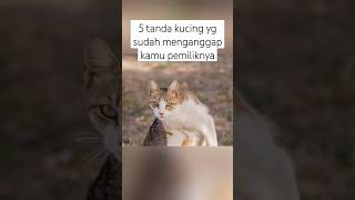5 Signs Your Cat Considers You Its Owner