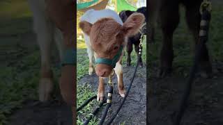 Download Lagu Je zult niet geloven hoe schattig mini-hooglandkoeien kunnen zijn 🐮✨ | Maak kennis met Beau \u0026 Belle #minikoe #hooglandkoeien MP3