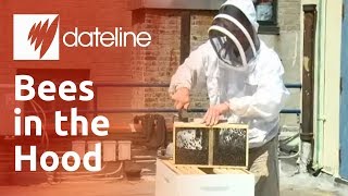Beekeeping in the Big Apple