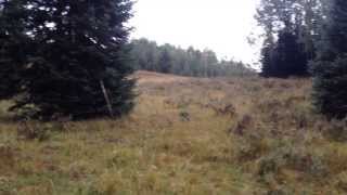 Coyote Hunting - Sept 2013