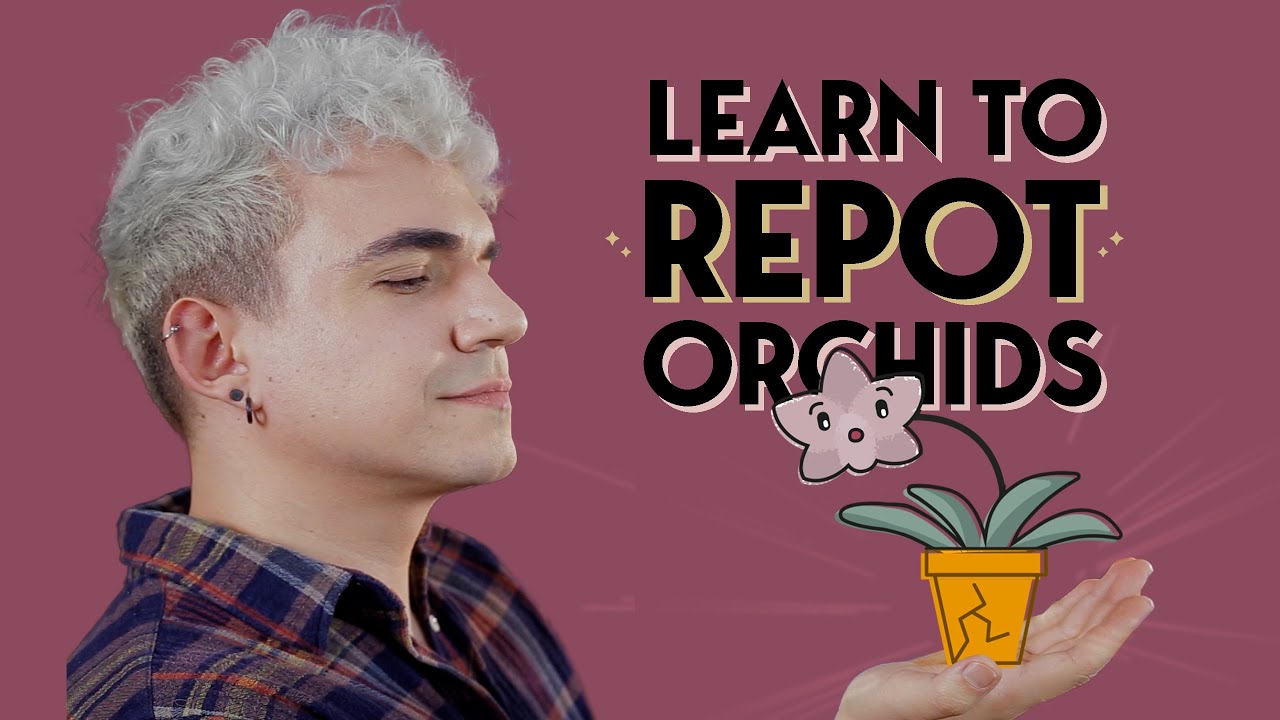 How to Repot your orchids | | Phalaenopsis repotting tutorial for beginners