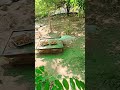 Mor bole aaeee #viralvideo #ytshorts #shortsvideo #junglesafari #whitepeacock