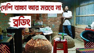 সঠিক পদ্ধতিতে দেশি মুরগির ব্রডিং। Desi Poultry Brooding Video