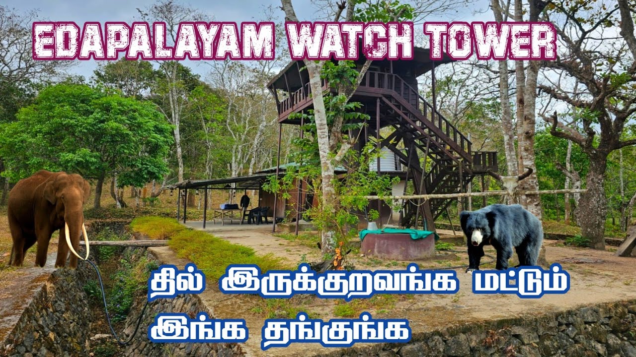 Adventure Forest Stay in Edapalayam Watch Tower in Periyar Tiger Reserve | Jolly Trip