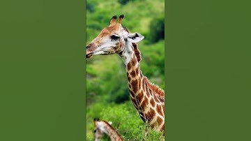 Giraffe sounds , Giraffe sound  #animalsouds #animalnoises #cutelittleanimals