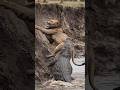 Lion unaware of a crocodile lurking near the river